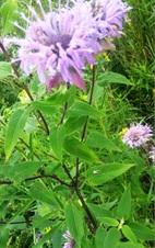 Enlarge photo 46