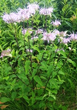 Enlarge photo 48
