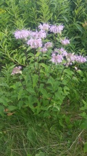 Enlarge photo 49