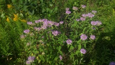 Enlarge photo 51