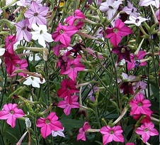 Enlarge photo 263