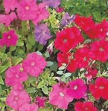 Enlarge photo 141