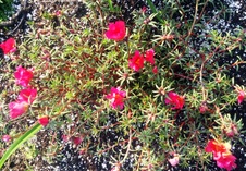 Enlarge photo 41