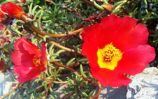 Enlarge photo 42