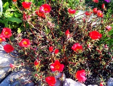 Enlarge photo 44