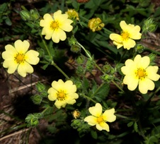 Enlarge photo 240