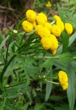 Enlarge photo 215