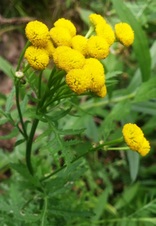 Enlarge photo 216