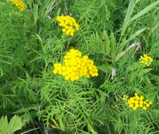 Enlarge photo 213