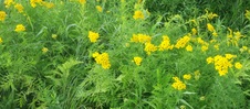Enlarge photo 212