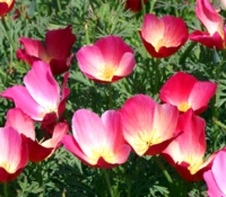 Enlarge photo 267