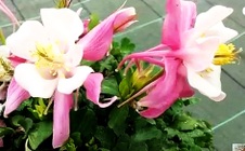 Enlarge photo 288