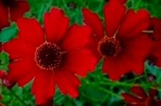 Enlarge photo 291