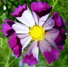 Enlarge photo 292