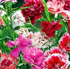 Enlarge photo 261