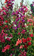 Enlarge photo 295