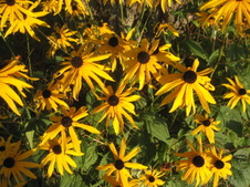 dry flowers for tina