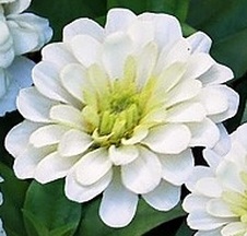 Enlarge photo 275