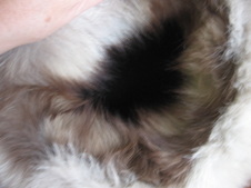 Enlarge photo 66