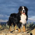 Enlarge photo 175