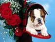 Enlarge photo 295