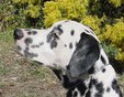 Enlarge photo 495