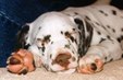 Enlarge photo 497