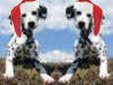 Enlarge photo 507