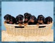 Enlarge photo 618