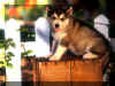 Enlarge photo 650