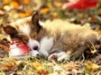 Enlarge photo 948