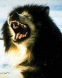 Enlarge photo 974