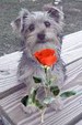 Enlarge photo 1053