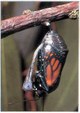 Enlarge photo 72