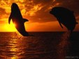 Enlarge photo 1