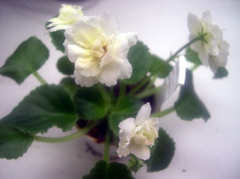 Enlarge photo 10