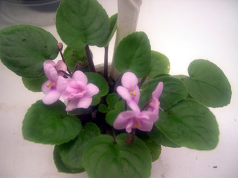 Enlarge photo 9