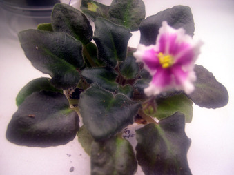 Enlarge photo 6