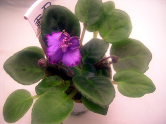 Enlarge photo 4