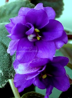Enlarge photo 49
