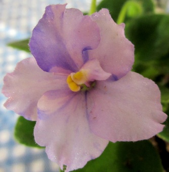 Enlarge photo 293