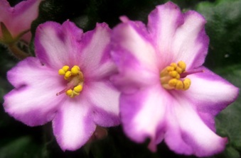 Enlarge photo 352