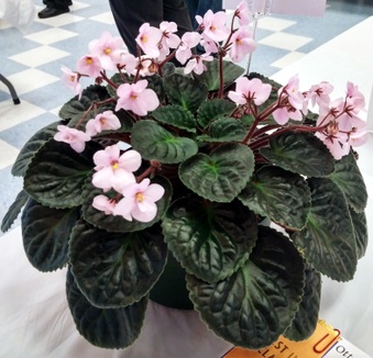 Enlarge photo 587