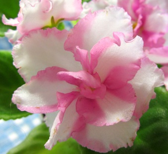Enlarge photo 921