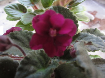 Enlarge photo 1084
