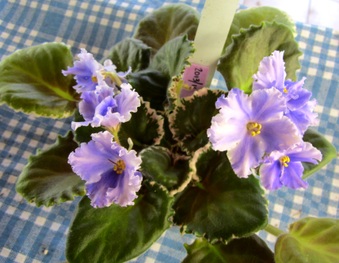 African violet plant LEAF leaves cutting MAVERICK'S FADEDJEANS | eBay