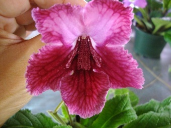 Streptocarpus