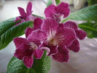 Enlarge photo 6