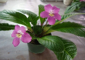 Enlarge photo 8