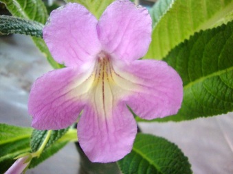 Enlarge photo 9